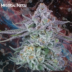 Mystical Punch - Nemeseeds