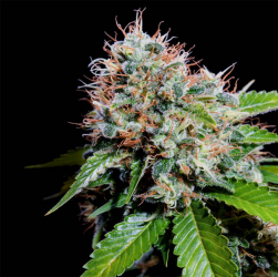 Zuri Widow - Genehtik Cannabis Seeds