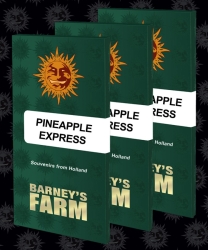 Pineapple Express - Barney’s Farm