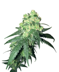 Rhino Reg. - White Label Seeds