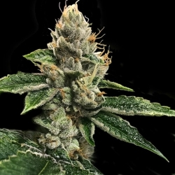 RP 43 AKA Richard Petty - DNA Genetics