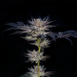 Slipstream - Compound Genetics