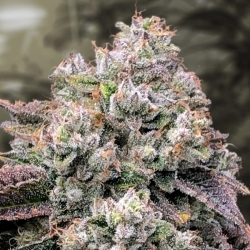 Strawberry Banana Fast - High Speed Buds