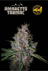 Superior Amaretto Tarmac - SeedStockers