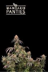 Superior Mandarin Panties - SeedStockers