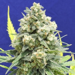 White Critical - Original Sensible seeds