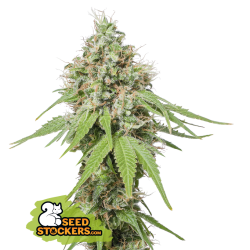 AK420 - SeedStockers