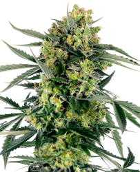 Blueberry Zkittlez Automatic Hanfsamen, 1 Samen