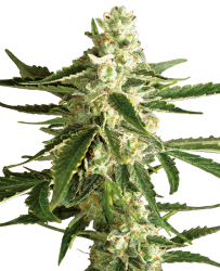 White Diesel Haze Automatic Hanfsamen von White Label, 3 Samen