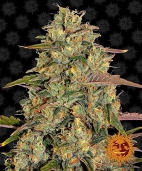 Amnesia Lemon - Barney’s Farm