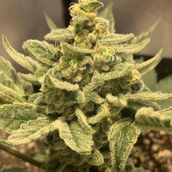 Dalliance regulär - Jinxproof Genetics