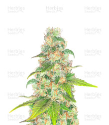 Lord Kush Early Version feminisierte Samen (Delicious Seeds)