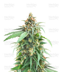 Delicious Cookies feminisierte Samen (Delicious Seeds)