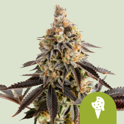 Cookies Gelato Automatic - Royal Queen Seeds