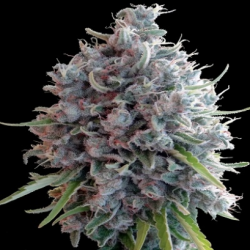 Killer A5 Haze regulär - Ace Seeds