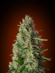 Kali 47 - Advanced Seeds
