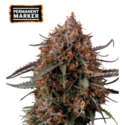 Superior Forbidden Mochi FAST - Seedstockers