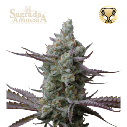 Superior Sagrada Amnesia - Seedstockers