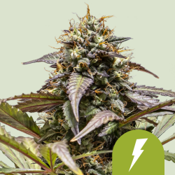 North Thunderfuck Automatic - Royal Queen Seeds
