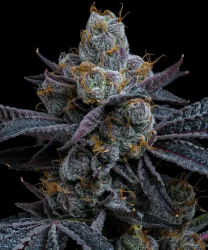 White Runtz - Barney's Farm