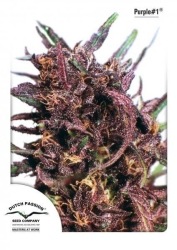 Purple #1 - Dutch Passion