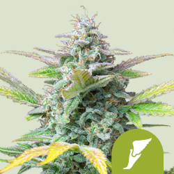 Quick One Auto - Royal Queen Seeds