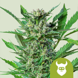 Royal Dwarf - Royal Queen Seeds