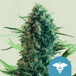 Royal Medic CBD - Royal Queen Seeds