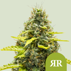 Royal Runtz Automatic - Royal Queen Seeds