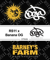 RS11 x Banana OG - Barney’s Farm