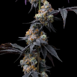 Rainbow Sherbet - Barney’s Farm