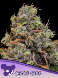Chaos Cake - Anesia Seeds