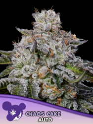 Chaos Cake Auto - Anesia Seeds