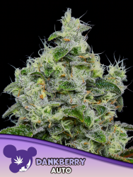 Dankberry Auto - Anesia Seeds