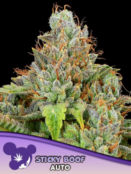 Sticky Boof Auto - Anesia Seeds