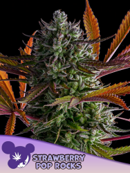 Strawberry Pop Rocks - Anesia Seeds