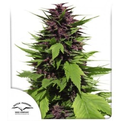 Dutch Passion Frisian Duck -5