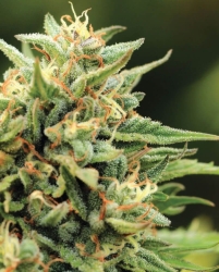 California Sour Diesel - Humboldt Seeds Company