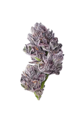 Iced Sangria Triploid F1 - Growers Choice