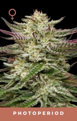 Humboldt Headband - Humboldt Seeds Company