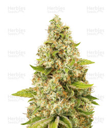 O.G. Kush (Seedstockers) Cannabis-Samen