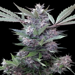 Bubba Kush x PCK Reg. - ACE Seeds