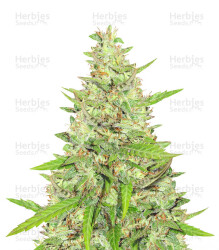 Rucu Cucu OG feminisierte Samen (Seedstockers)
