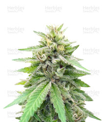 Lord Kush feminisierte Samen (Delicious Seeds)