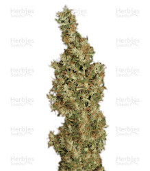 Kali Mist regular (Serious Seeds) Cannabis-Samen
