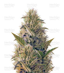 La Blanca Gold (Vision Seeds) Cannabis-Samen