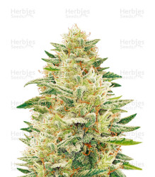 Godzilla Glue (Dr. Underground) Cannabis-Samen