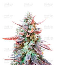 Original Glue (Nirvana Seeds) Cannabis-Samen