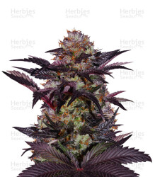 French Macaron (Gelato 33 x French Cookies) (T.H. Seeds) Cannabis-Samen