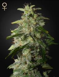 Money Maker - Green House Seeds